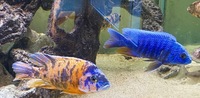 Stunning Adult Aulonocara for sale
