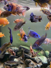 Stunning Adult Aulonocara for sale