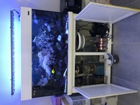 Marine Livestock in Aqua One 400 Reef marine aquarium