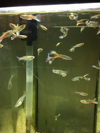 70L Fish R Fun USED hexagonal aquarium with 20+ guppies NEED A HOME
