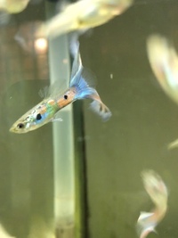 70L Fish R Fun USED hexagonal aquarium with 20+ guppies NEED A HOME