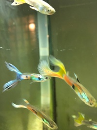 70L Fish R Fun USED hexagonal aquarium with 20+ guppies NEED A HOME