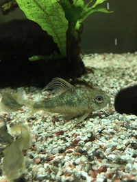 70L Fish R Fun USED hexagonal aquarium with 20+ guppies NEED A HOME