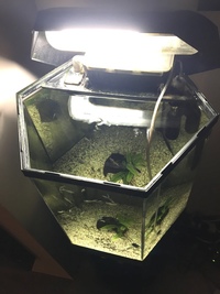 70L Fish R Fun USED hexagonal aquarium with 20+ guppies NEED A HOME