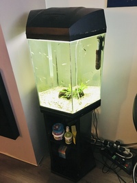 70L Fish R Fun USED hexagonal aquarium with 20+ guppies NEED A HOME