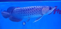 New Arowana Stock Ready