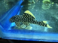 Discus Stingrays , Golden Nugget Pleco, Over 800 Discus to choose from
