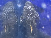 Discus Stingrays , Golden Nugget Pleco, Over 800 Discus to choose from