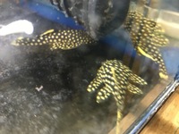 Discus Stingrays , Golden Nugget Pleco, Over 800 Discus to choose from