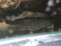 Discus Stingrays , Golden Nugget Pleco, Over 800 Discus to choose from