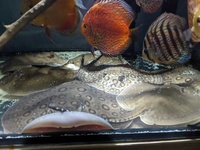F1 marble motoro and marblexbd hybrid stingray