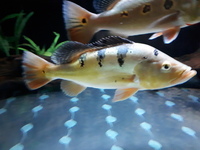 Peacock Bass for sale.