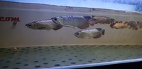 PURE BREED AROWANA CROSSBACK WILD BLOODLINE