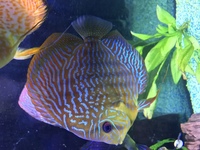 5 cheap stendker discus