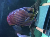 5 cheap stendker discus