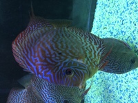 5 cheap stendker discus