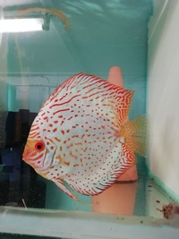 Stendker Proven pairs plus other discus. Updated with new prices