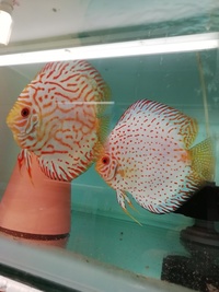 Stendker Proven pairs plus other discus. Updated with new prices