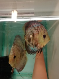 Stendker Proven pairs plus other discus. Updated with new prices