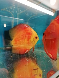 Stendker Proven pairs plus other discus. Updated with new prices