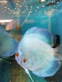 Stendker Proven pairs plus other discus. Updated with new prices