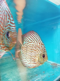 Stendker Proven pairs plus other discus. Updated with new prices