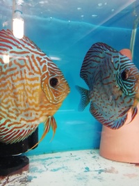 Stendker Proven pairs plus other discus. Updated with new prices