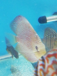 Stendker Proven pairs plus other discus. Updated with new prices