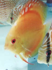 Stendker Proven pairs plus other discus. Updated with new prices
