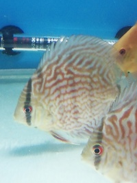 Stendker Proven pairs plus other discus. Updated with new prices