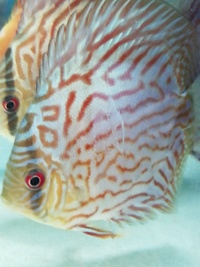 Stendker Proven pairs plus other discus. Updated with new prices