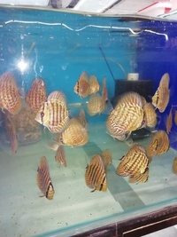 Stendker Proven pairs plus other discus. Updated with new prices