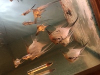 Extra Large and Large angel fish - x20