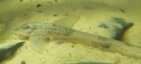 NOW SOLD---4 inch Loricaria similima(Royal Whiptail) x 3--£25 each or 3 for £65 or make me an offer---pick up from Leeds