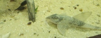 NOW SOLD---4 inch Loricaria similima(Royal Whiptail) x 3--£25 each or 3 for £65 or make me an offer---pick up from Leeds