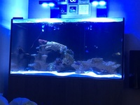 4ft marine tank set up