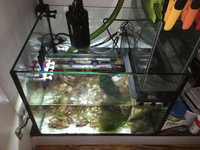 Red sea reefer 250 sump