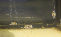 Berghia nudibranch £9 - they will eat your Aiptasia and only your Aiptasia