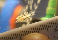 Berghia nudibranch £9 - they will eat your Aiptasia and only your Aiptasia