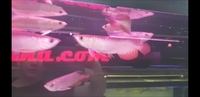 DEFECT AROWANA DEFECT AROWANA DEFECT AROWANA LIMITED STOCK