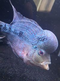 Blue Magma/Kamfa Flowerhorn