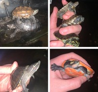 6 Exotic Turtles | Pinkbelly sideneck, 2 common musk, razerback musk, river cooter, reeve turtle