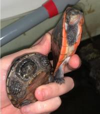 6 Exotic Turtles | Pinkbelly sideneck, 2 common musk, razerback musk, river cooter, reeve turtle