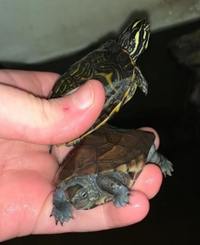 6 Exotic Turtles | Pinkbelly sideneck, 2 common musk, razerback musk, river cooter, reeve turtle