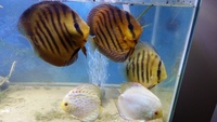 Stendker Discus (5 available)