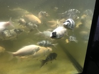 Juvenile/Baby Koi Carp
