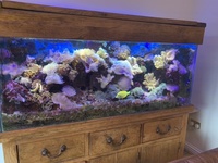 Marine fish and soft corals and full marine set up