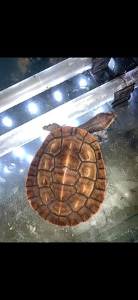 6 Exotic Turtles | Pinkbelly sideneck, 2 common musk, razerback musk, river cooter, reeve turtle