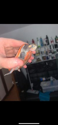 6 Exotic Turtles | Pinkbelly sideneck, 2 common musk, razerback musk, river cooter, reeve turtle