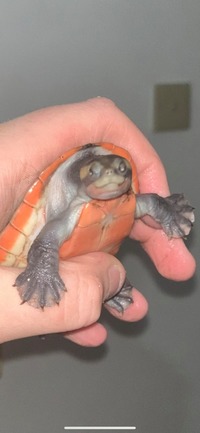 6 Exotic Turtles | Pinkbelly sideneck, 2 common musk, razerback musk, river cooter, reeve turtle